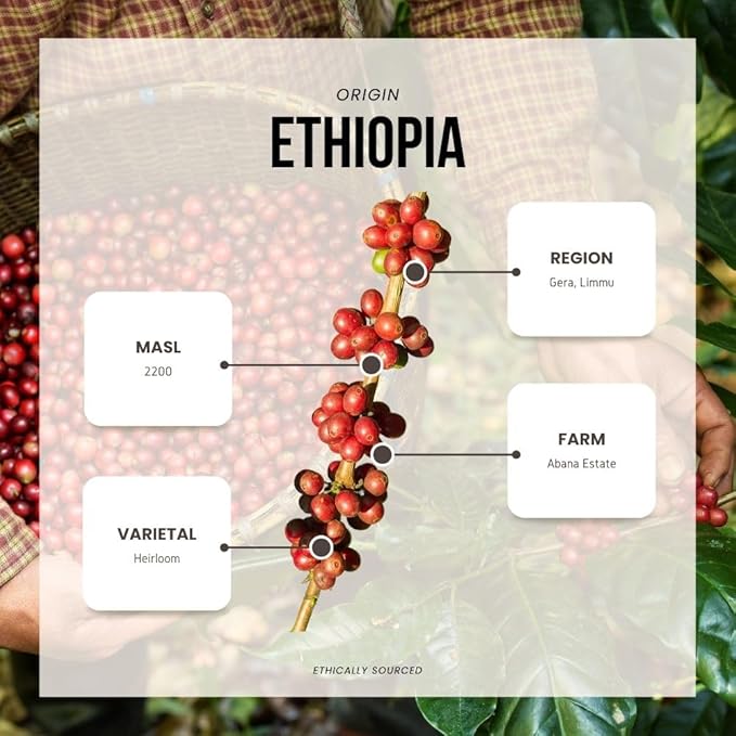 Reborn Coffee Specialty Whole Bean Coffee, Medium Roast, 12 Ounce, Ethiopia Abana Estate Sulladjah, Flavor Notes of Chamomile, Pomegranate, Peach, and Sweet Finish